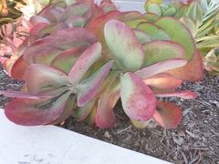Kalanchoe luciae