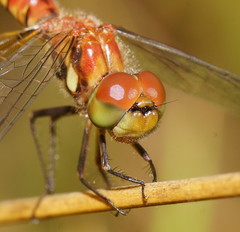 Aethriamanta nymphaeae