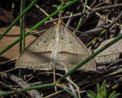 Epidesmia hypenaria