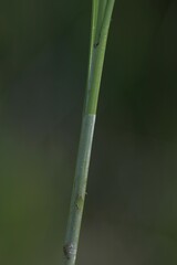 Carex diandra