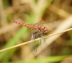 Aethriamanta nymphaeae