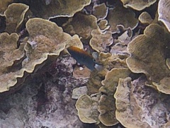 Pomacentrus chrysurus