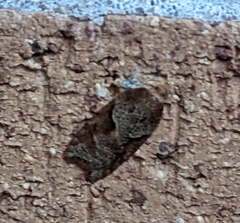 Acleris maccana
