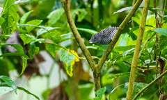 Thamnophilus multistriatus