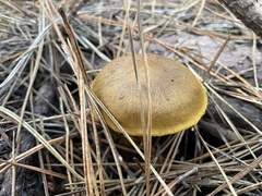 Cortinarius thiersii