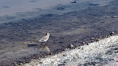 Charadrius alticola