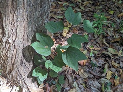 Bauhinia divaricata