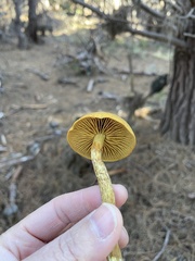 Cortinarius thiersii