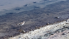Charadrius alticola