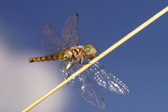 Aethriamanta nymphaeae