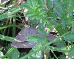 Epidesmia hypenaria