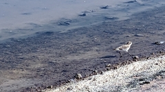Charadrius alticola