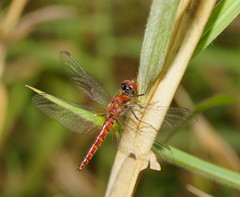 Aethriamanta nymphaeae