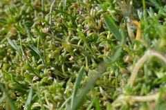 Crassula peduncularis