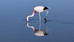 Phoenicoparrus andinus