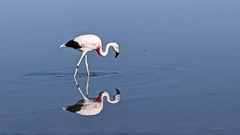 Phoenicoparrus andinus