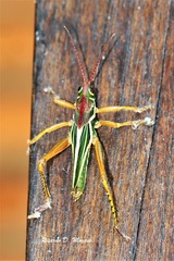 Staleochlora viridicata