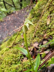 Pterostylis australis