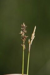 Carex sterilis