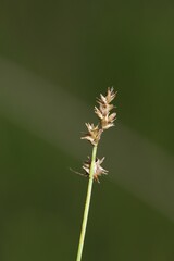 Carex sterilis