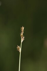 Carex sterilis