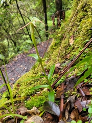Pterostylis australis