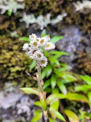 Anaphalioides trinervis