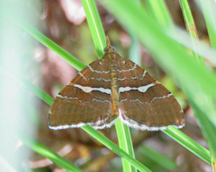 Chrysolarentia leucozona