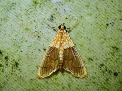 Agrotera basinotata
