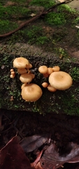 Pholiota oblita