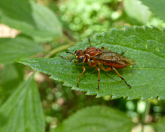 Perga affinis