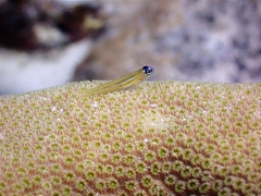 Coryphopterus lipernes