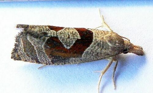 Triangle-backed Pelochrista Moth and Allies photo 3