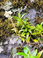 Anaphalioides trinervis