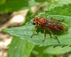 Perga affinis