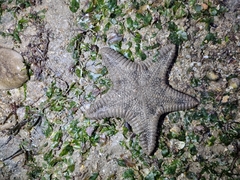 Goniodiscaster scaber