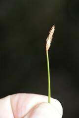 Eleocharis rostellata