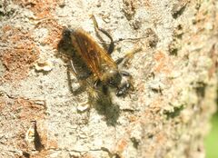 Laphria flava