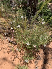 Oenothera pallida