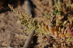 Suaeda spicata