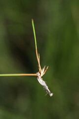 Eleocharis rostellata