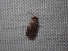 Hoplostega ochroma