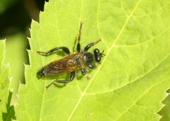 Laphria flava