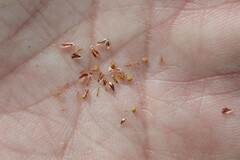 Eleocharis elliptica