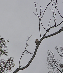 Salpinctes obsoletus