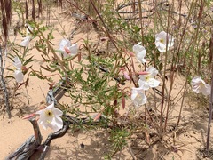 Oenothera pallida