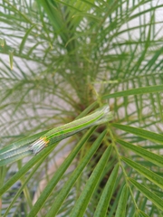 Opsiphanes invirae