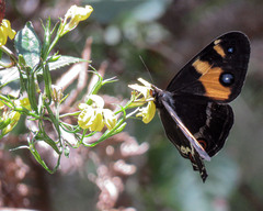Tisiphone abeona albifascia