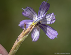 Sisyrinchium halophilum