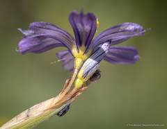 Sisyrinchium halophilum